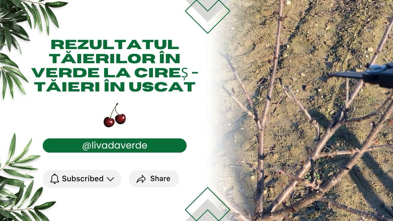 Tăieri la Cireș în uscat după tăieri corecte în verde 