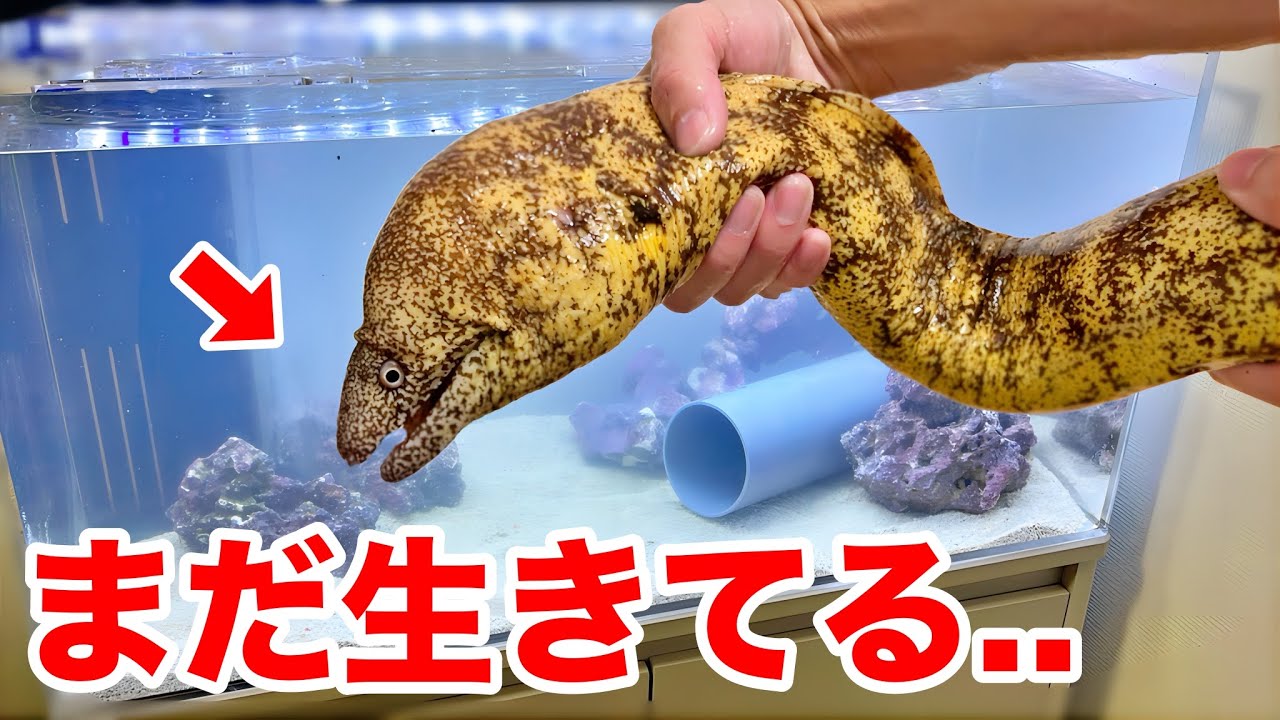 鮮魚店で売っていたウツボをペットにしたらヤバすぎた...！！