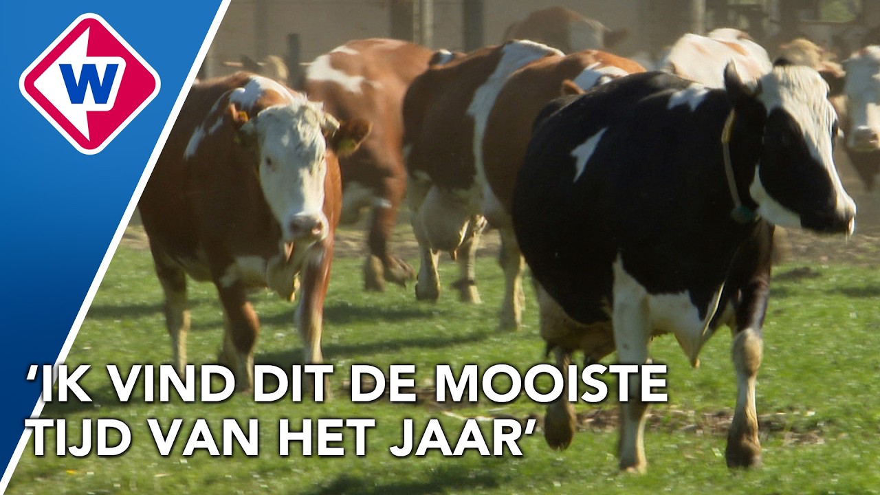 Koeien mogen na lange winter weer naar buiten