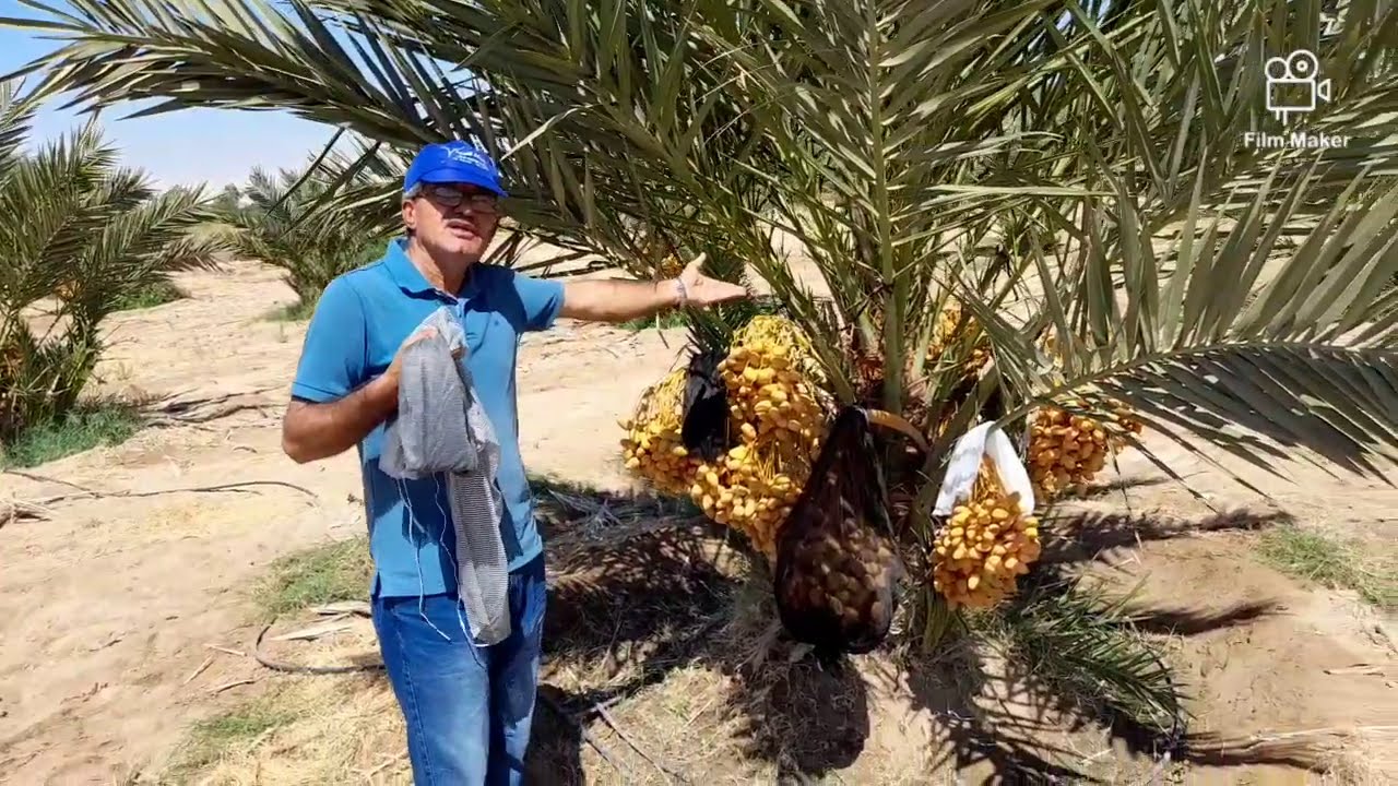 تغطية قطوف البلح بالأكياس