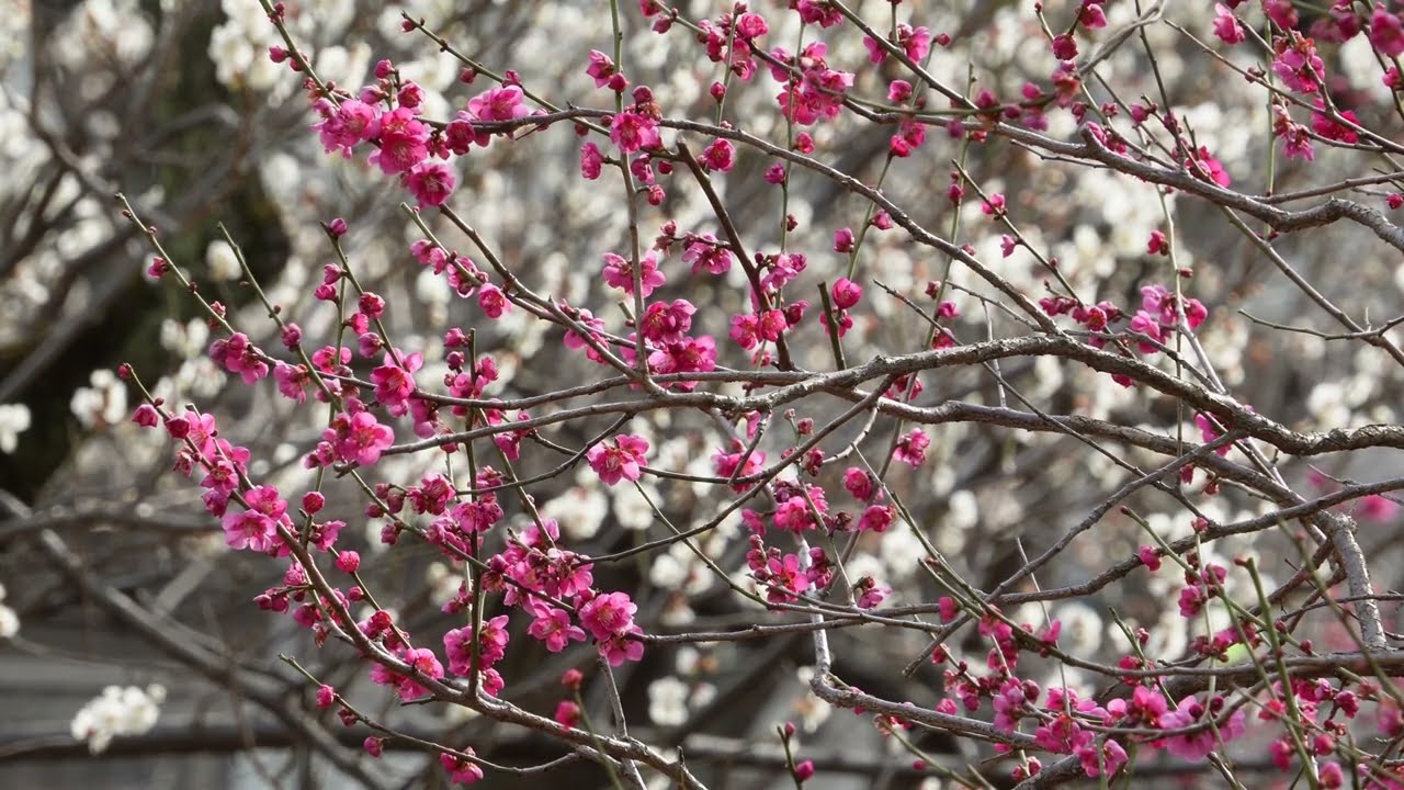 羽木公園　梅まつり　令和8年2月24日撮影