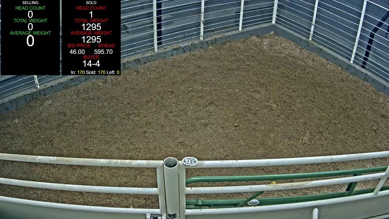 Everson Auction Market Live Stream 1/12/2026