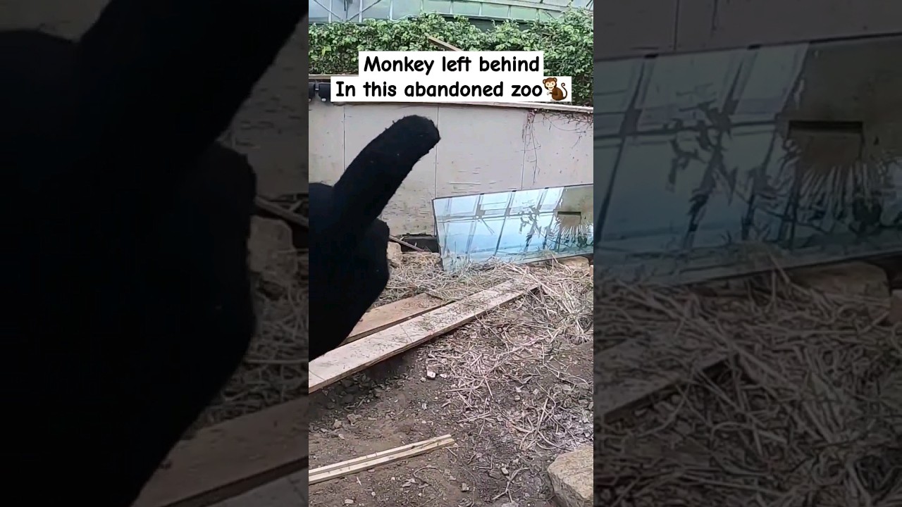 Wszystko zostało porzucone | Opuszczone zoo 🐒 #opuszczone #zoo #urbex #szorty