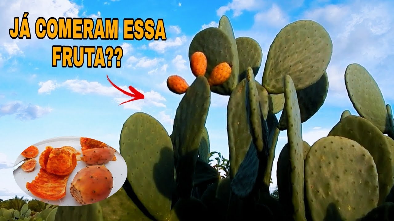 COLHENDO A FRUTA DA PALMA FORRAGEIRA (JÁ ESPERIMENTARAM ESSA FRUTA?)