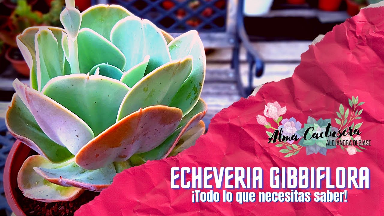 Echeveria gibbiflora