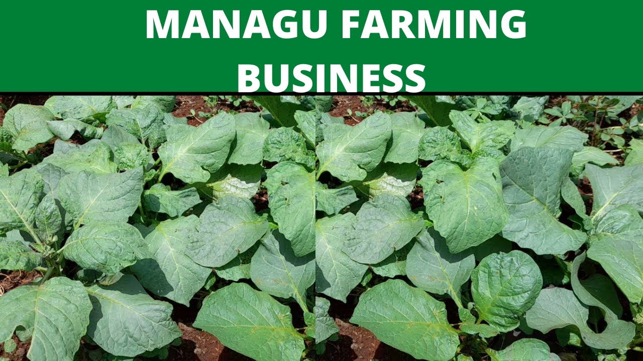 EARN 60K farming MANAGU for business| managu farming in kenya| farming business|advanced technology