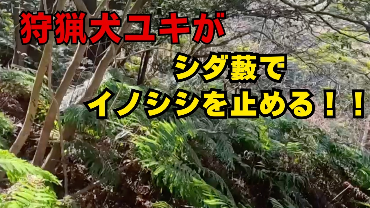 狩猟犬ユキがイノシシ🐗を藪で止める！！
