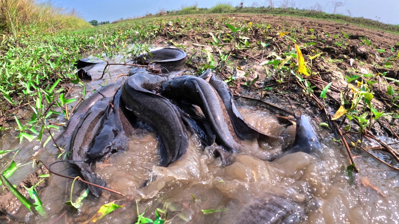 wow wow wow, catch a lot of fish in water and pick duck eggs in rice field