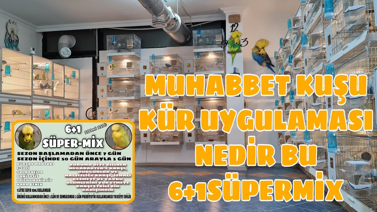 Muhabbet Kuşlarında Kür Nedir Ne Amaçla Yapılır