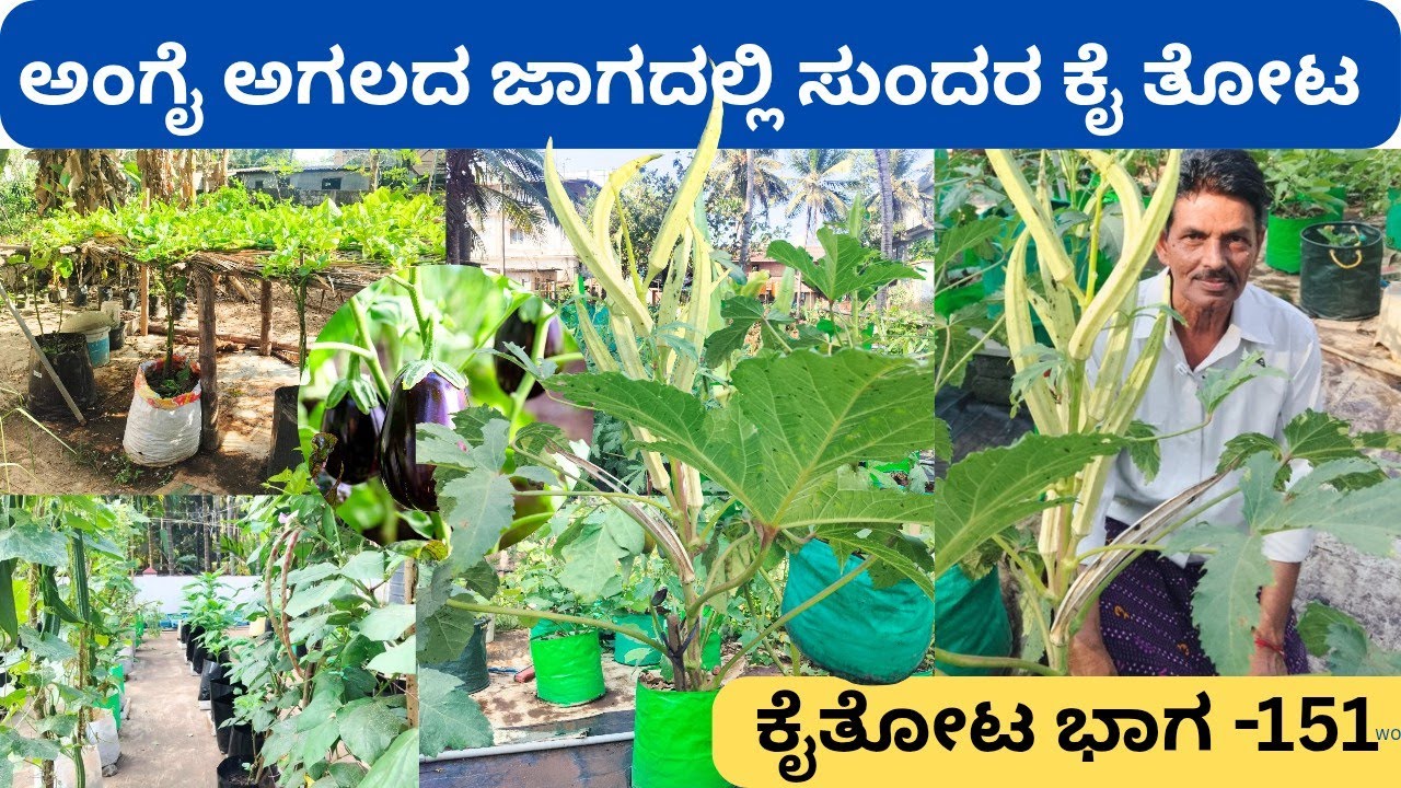3ಗ್ರೋ ಬ್ಯಾಗ್ ನಲ್ಲಿ ಮನೆಗೆ ಬೇಕಾದಷ್ಟು ಬಸಳೆ‼️ ಬೆಂಡೆಕಾಯಿ ಚಿತ್ರಕ್ಕೆ AI ಅಂತ ಹೇಳಿದರು⁉️ದಿನಕರ್ ರಾವ್ ಪಡುಬಿದ್ರಿ