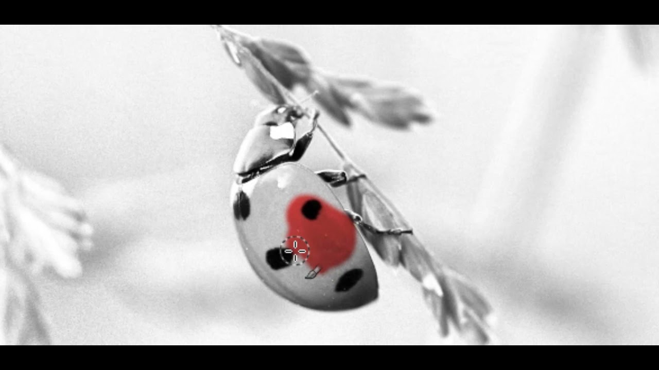 📷 GIMP 04 - Máscara de capa (Insecto o flor)
