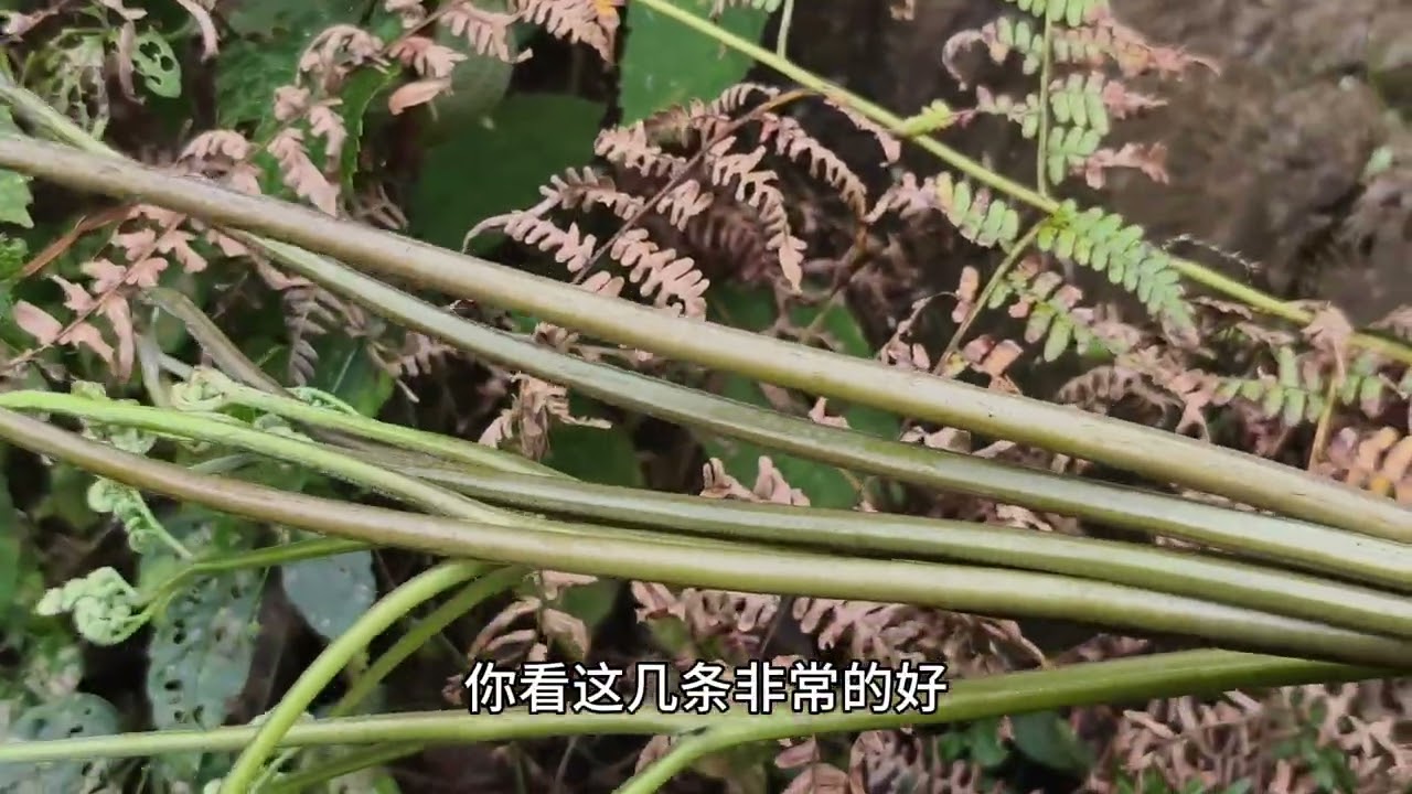小曾吃蕨菜上瘾了拉老罗上山采摘，配上腊肉一起炒，春天里的味道