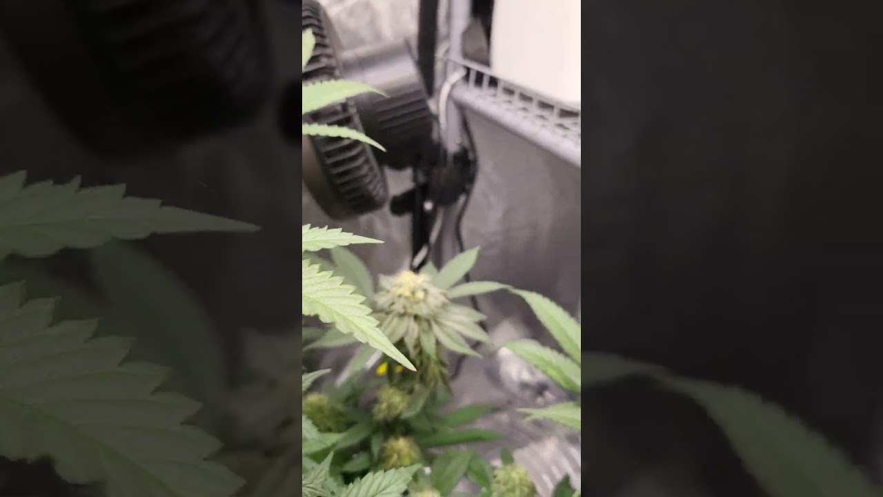 Ethos Colin OG RBX Feminized | Flowering, 1st day of 6th week! | Can't wait to vape this!