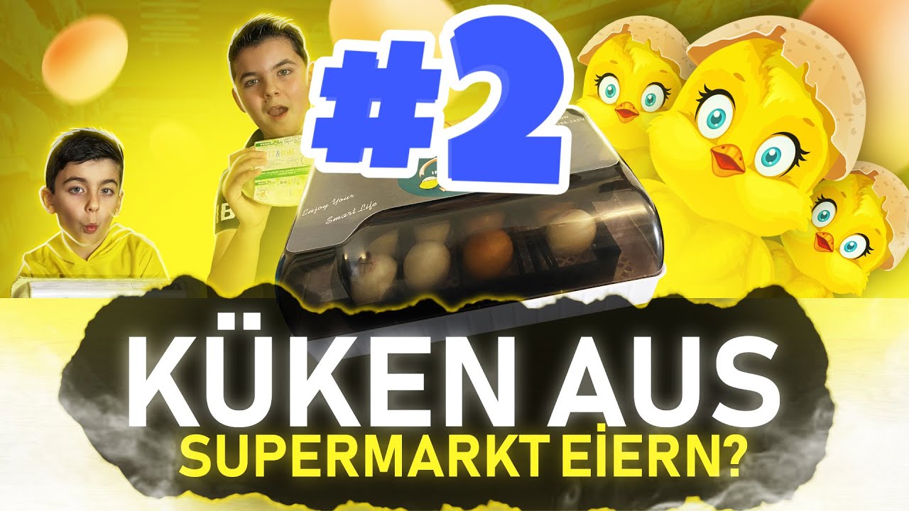 Endlich ist es soweit EXPERIMENT Können aus Supermarkt-Eiern Küken schlüpfen? #2