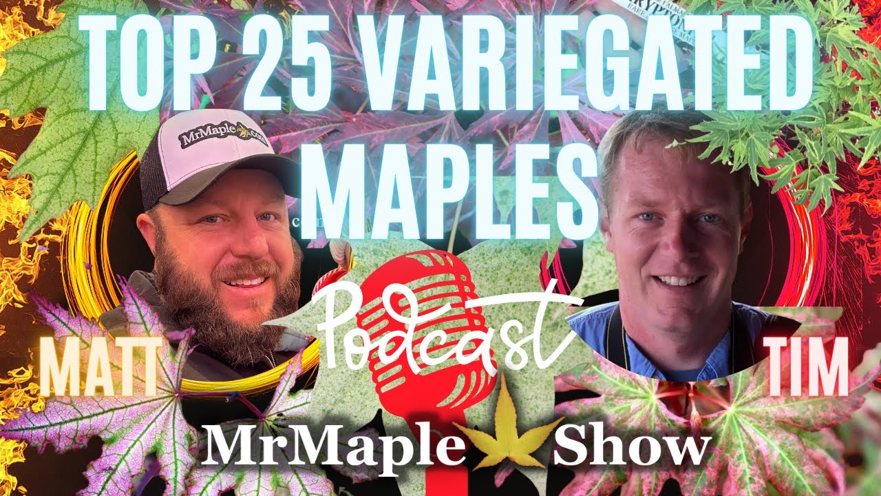 Top 25 Variegated Maples to Improve Your Garden Design | Variegated Plants Part 2 | Podcast #32