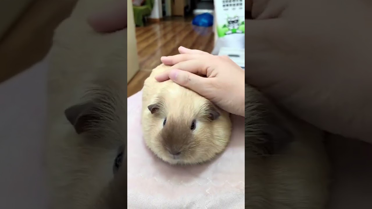 Guinea pig sounds 😍 #guineapig #rodent #cobayo #cuyo #cuyos #funnyanimals #pets #cutepets