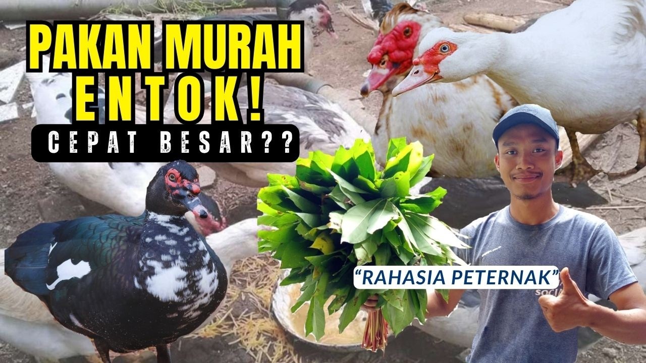 Cara melatih entok makan pakan alternatif, Hemat biaya tapi tetap cepat besar.