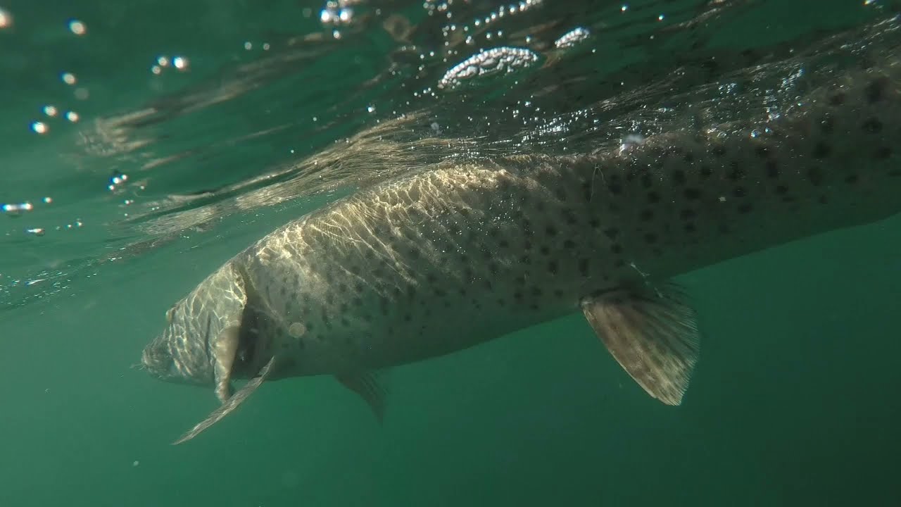 Big Musky Trolling Solo on Lake St Clair
