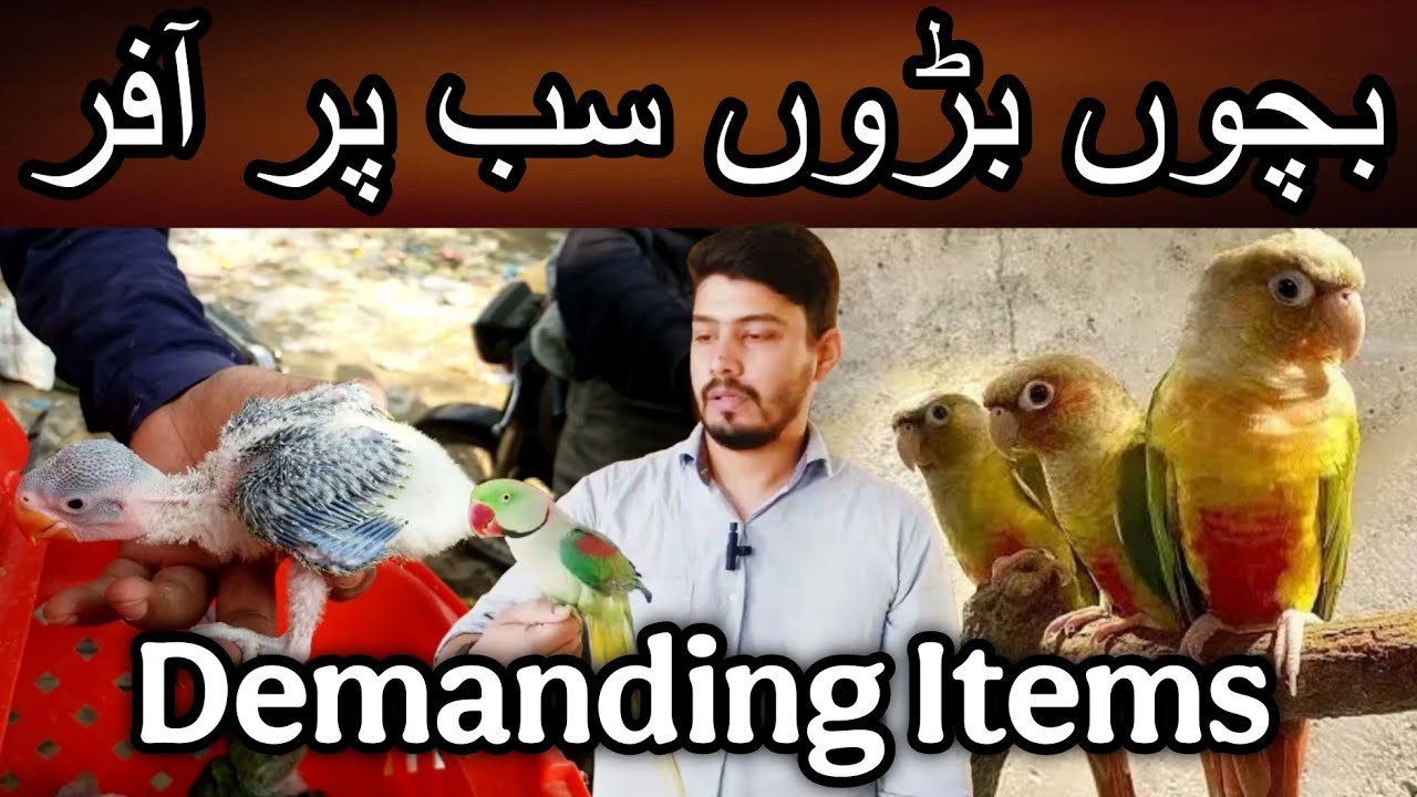 Most demanding birds ki range agai offer ke sath | Cheap price birds | Cockatiel | Conure | Chicks