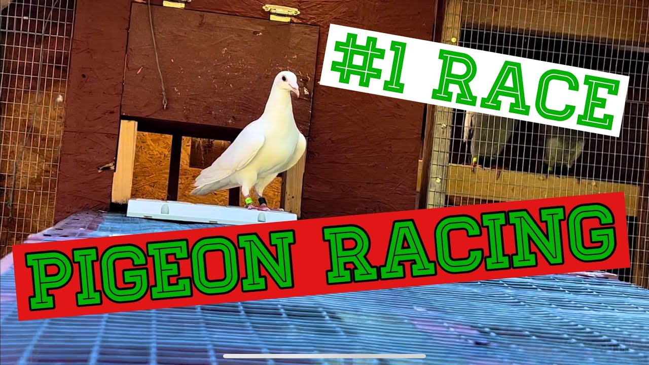 (Racing pigeons) First Young Bird Pigeon Race 