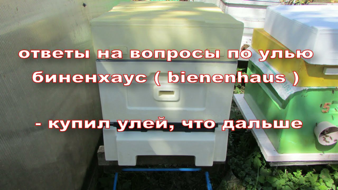 ответы на вопросы по улью биненхаус ( bienenhaus ) -  купил улей, что дальше