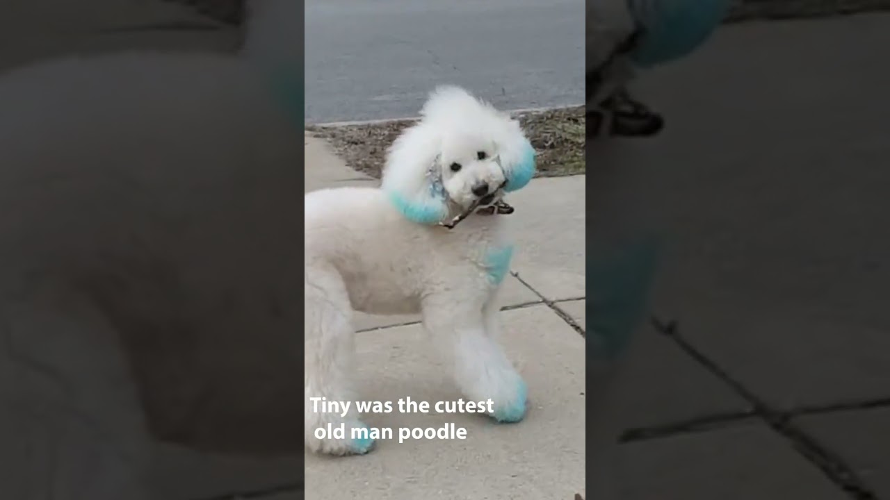 My old man poodle love to play fetch #dog #poodle