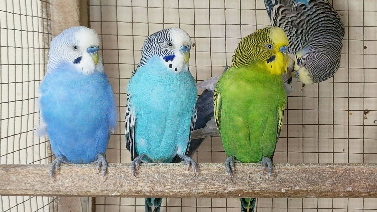 12 hour Help Lonely Budgies to Chirp, Nature Parakeets Bird Sound