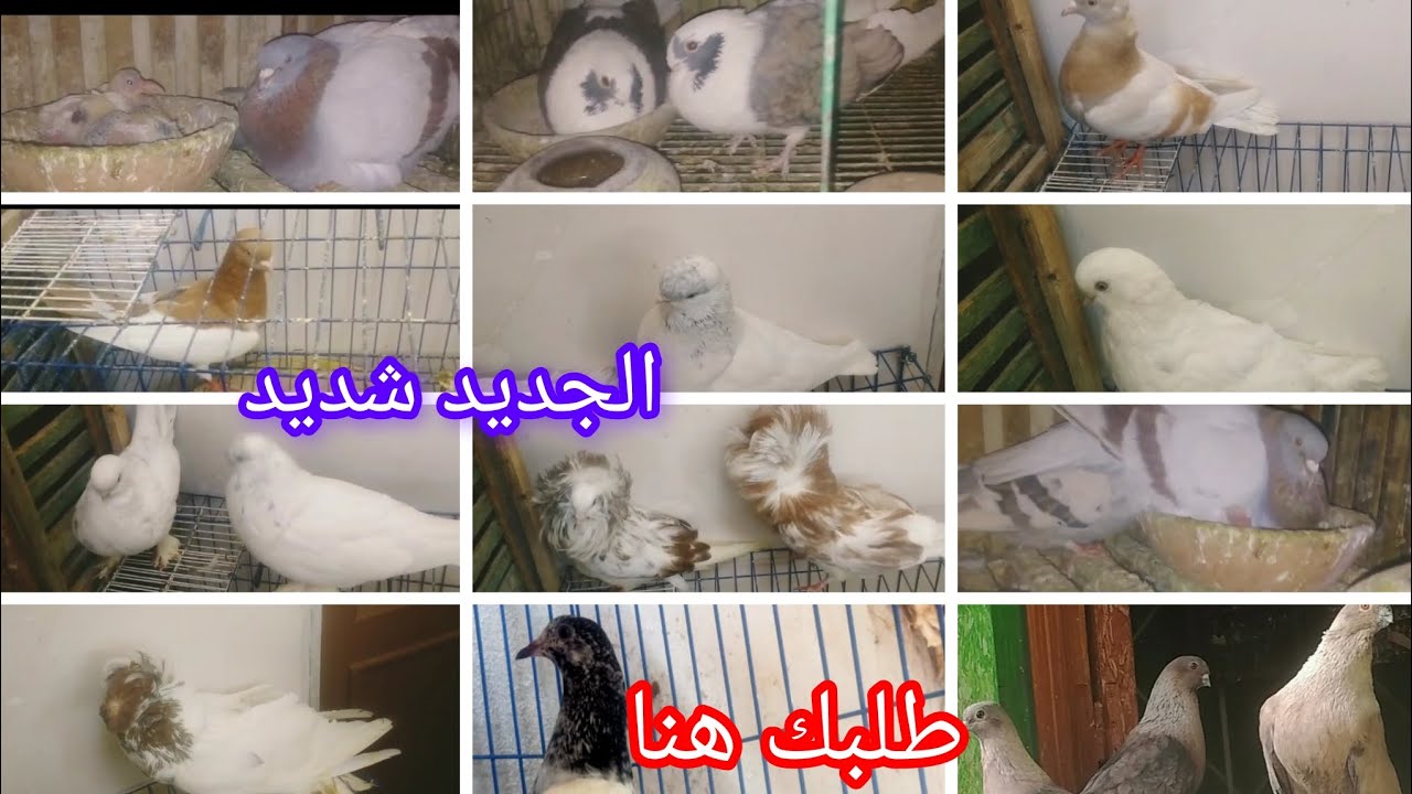 جميع انواع الحمام للبيع