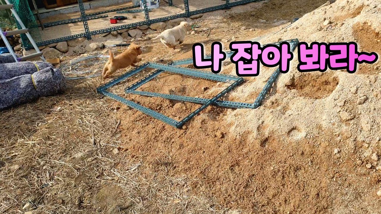 흔한 시골 강아지 술래잡기 + 꼬미 단독 영상ㅣ진돗개와 시골개 사이