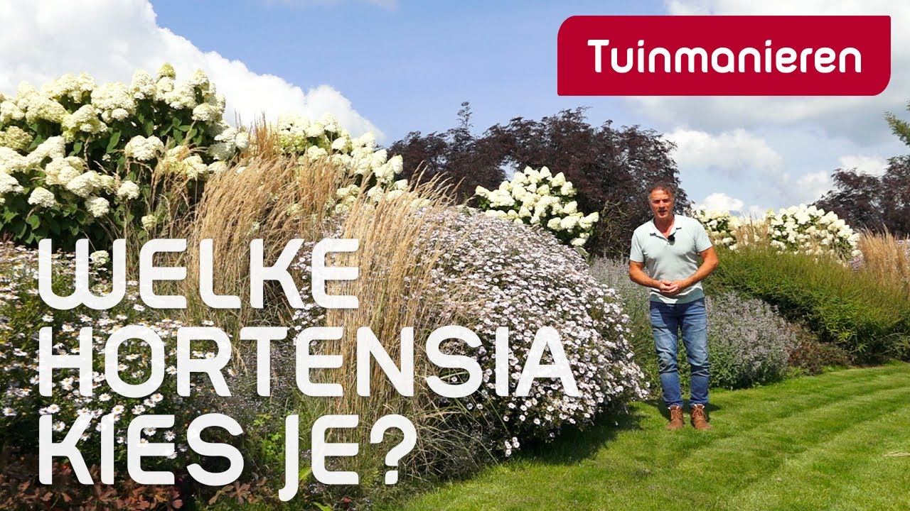 Welke hortensia gaat niet hangen? De hortensia paniculata | plantenkennis | Tuinmanieren