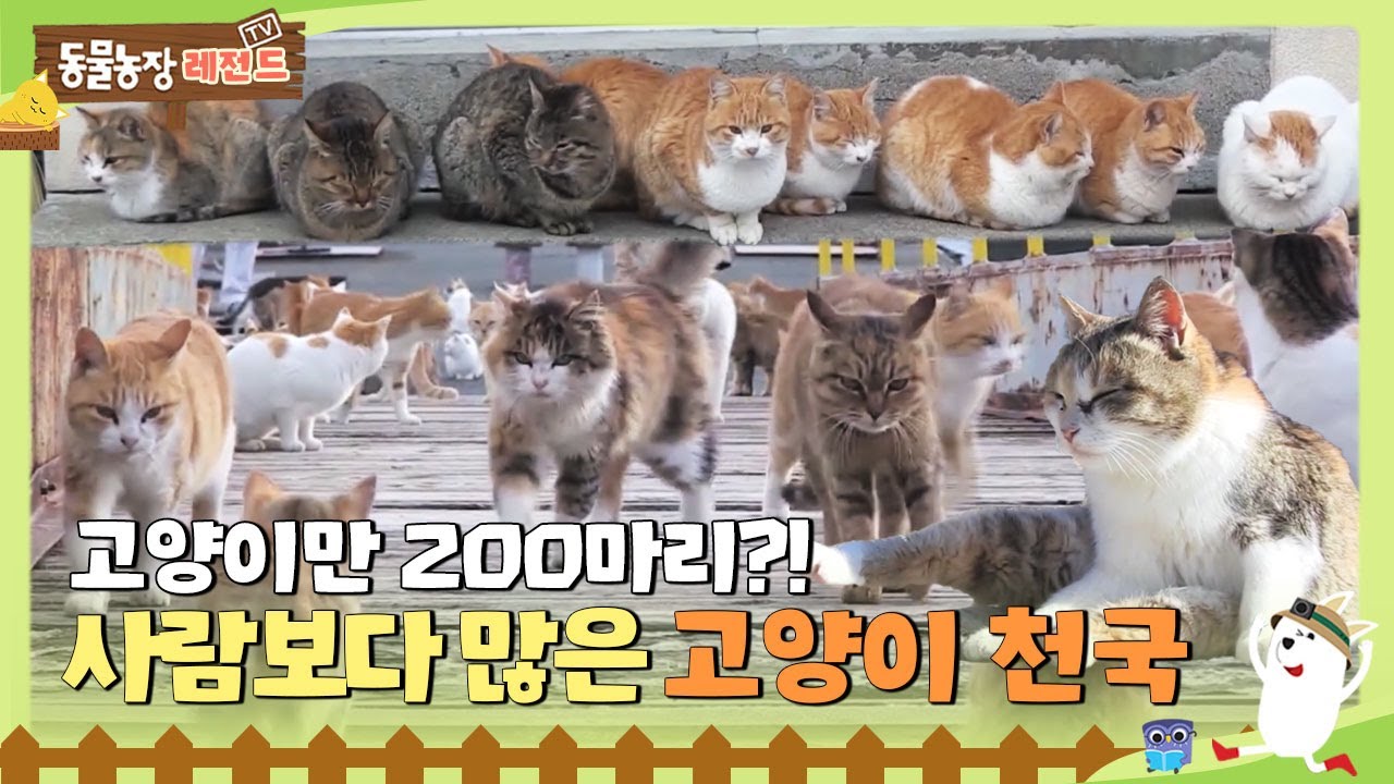 [TV 동물농장 레전드/SUB] 고양이만 200마리?! 사람보다 더 많은 고양이 천국😻 #TV동물농장 #AnimalFarm #SBSstory