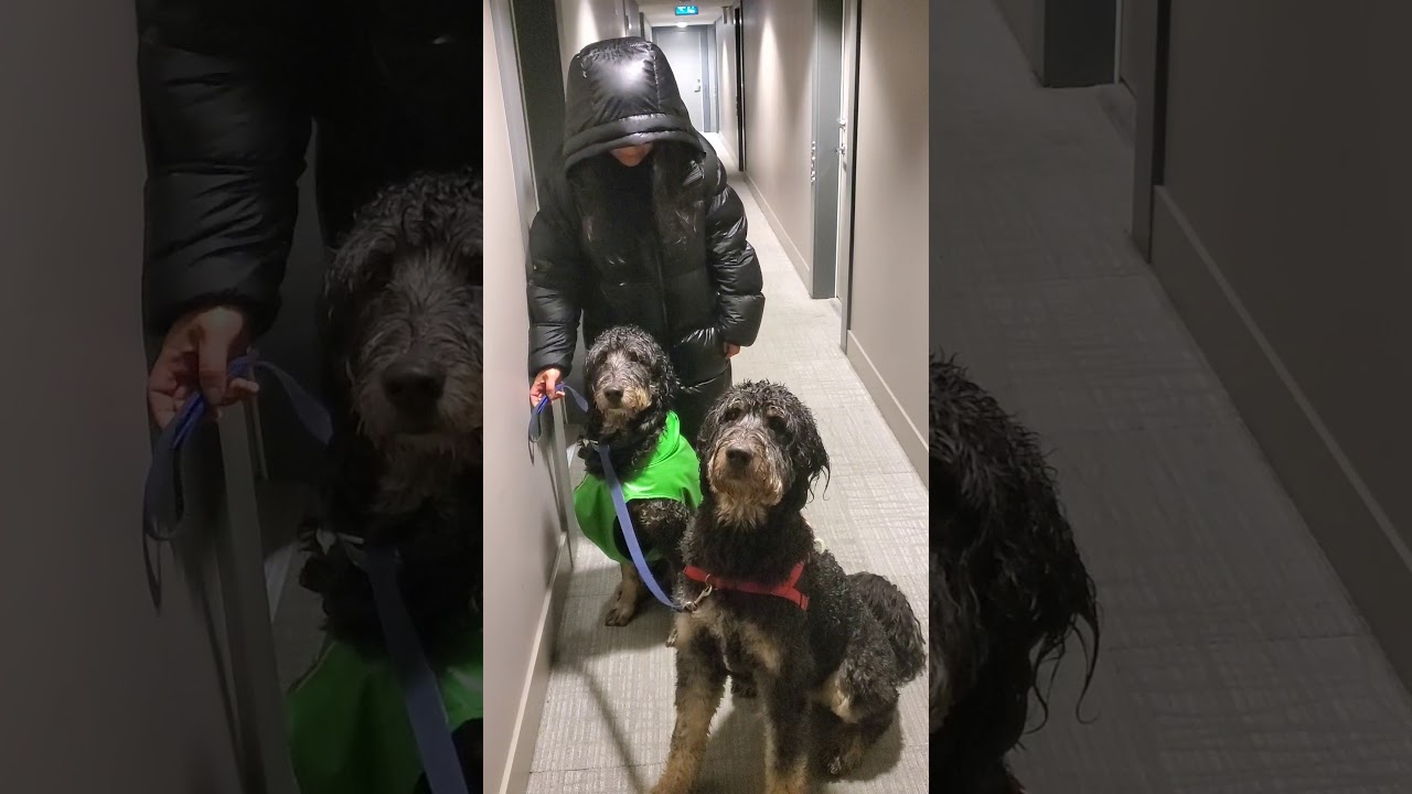 Ruffwear Dog Raincoat Review