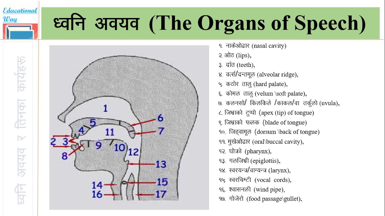 ध्वनि अवयव र तिनका कार्यहरु