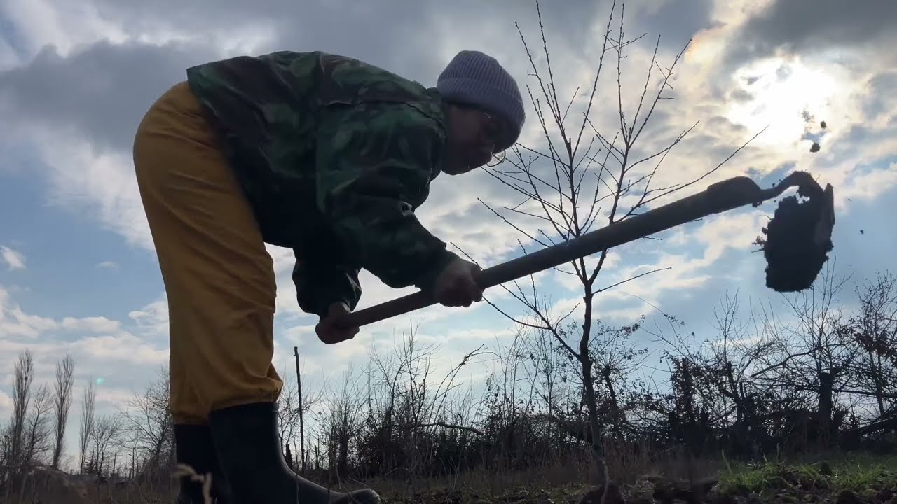 Yeni sezon başlıyor - Bezelye ne zaman ekilir , Delik böcek yemiş tohum kullanılırmı