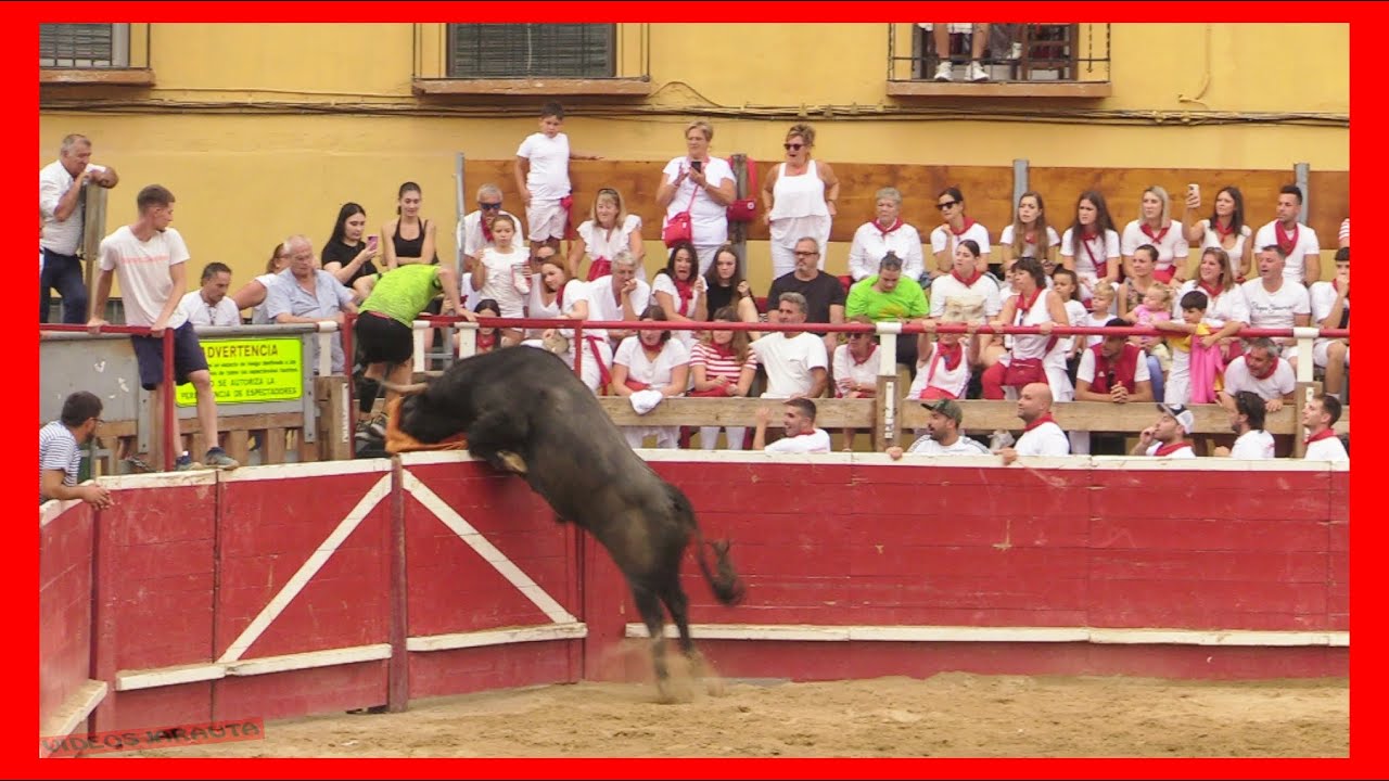 CORTES ( NAVARRA ) TARDE VACAS PLAZA ( MIERCOLES 27 SEPTIEMBRE 2023 ) GANAD.ADRIAN DOMINGUEZ