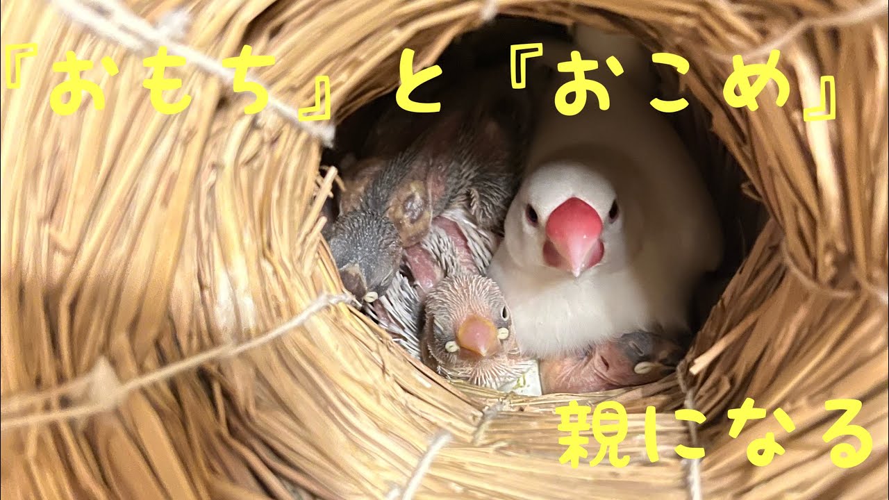 【文鳥】巣上げしました！