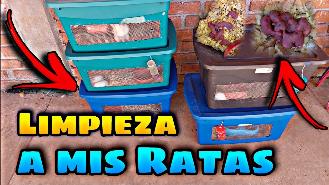Limpieza a mis RATAS y actualizamos a las CONEJAS.