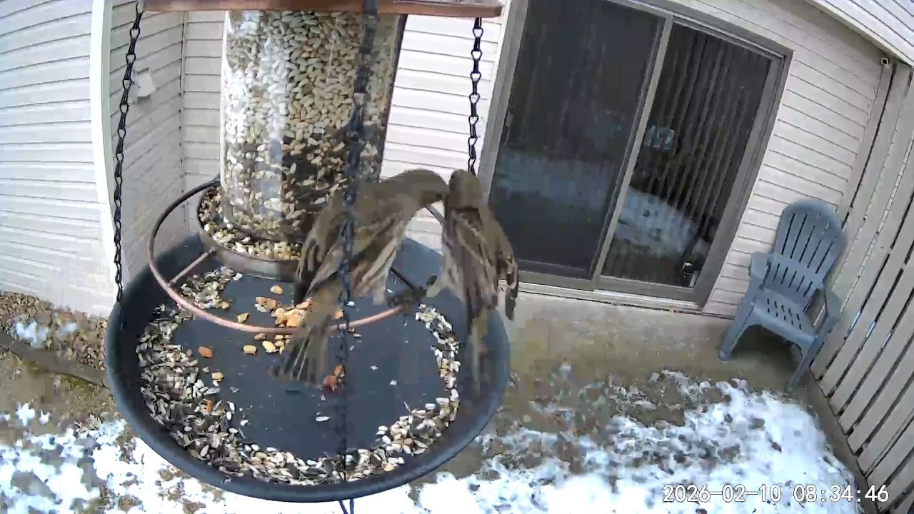 2026/02/09 - A female House Finch goes on the attack while eating breakfast