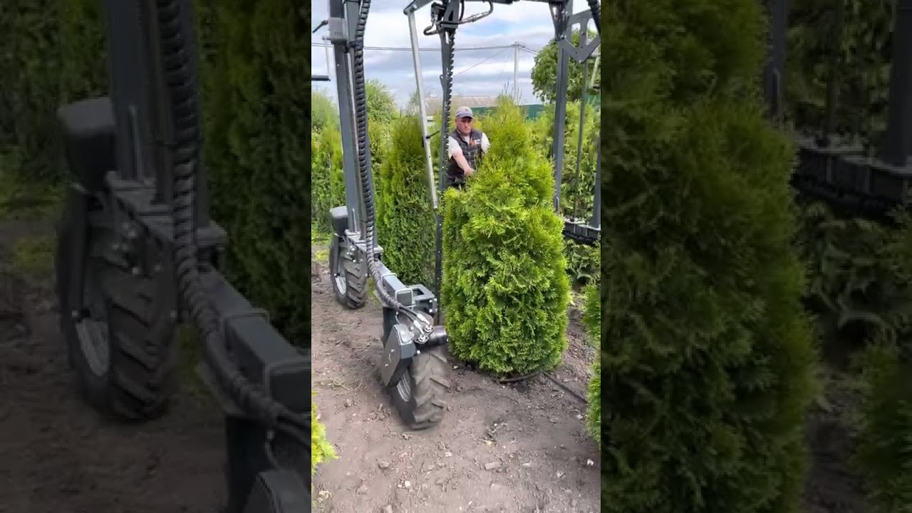 Стрижка туи  смарагд