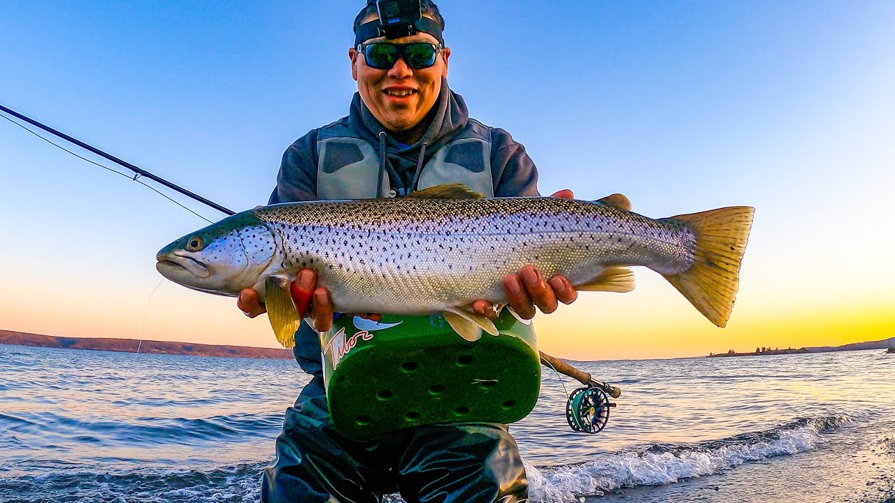 Monster Brown trout Fly fishing on open Bras D'or Lake beach