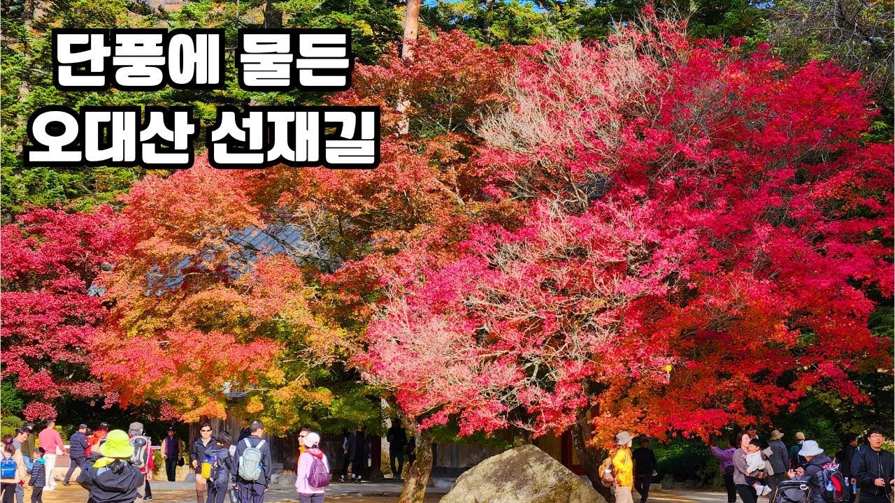 단풍에 물든 오대산 선재길 Mt. Odae Maple tree Trail (Seonjae gil)ㅣ월정사 단풍ㅣ전나무 숲길ㅣ2023.10.22 촬영