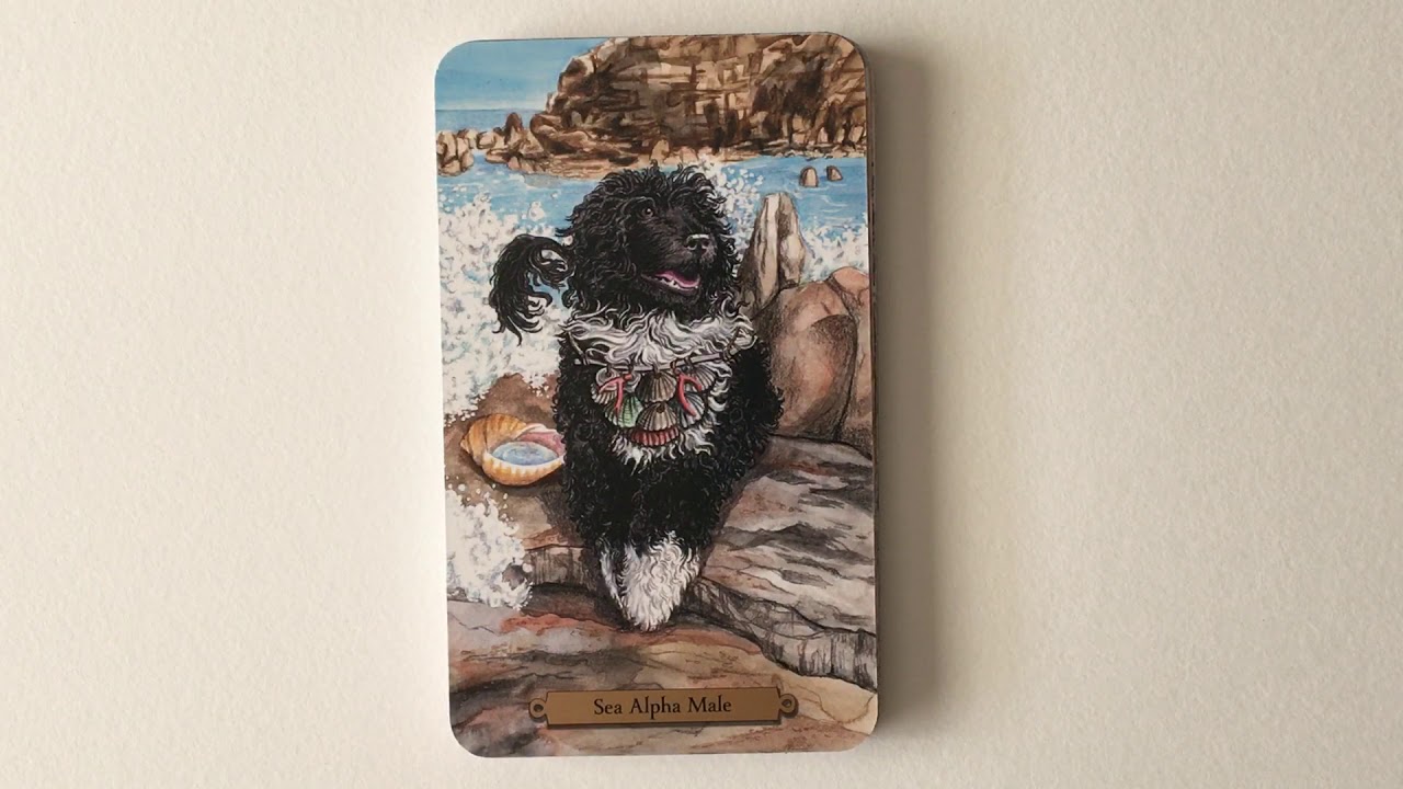 Magical Dogs Tarot | Flip Through