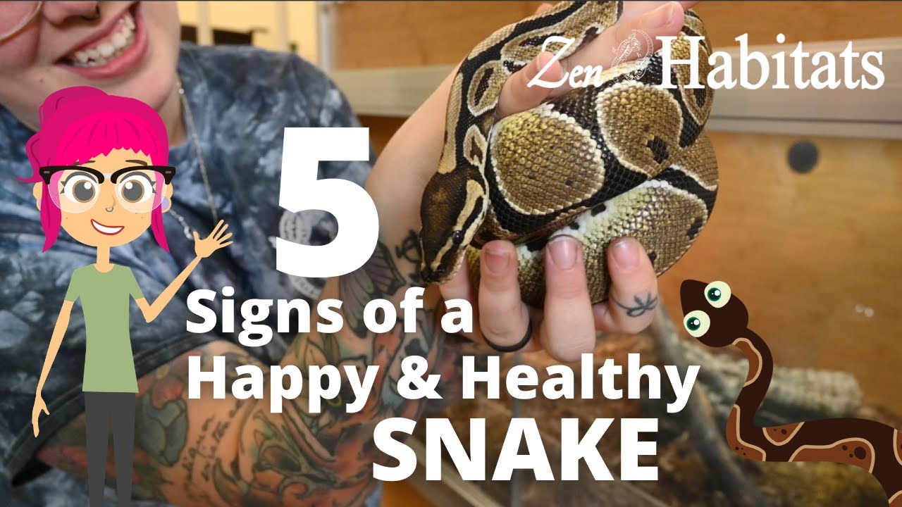 5 Signs of a Happy & Healthy Snake | Zen Habitats