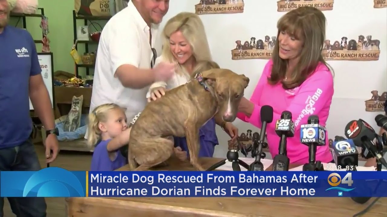&lsquo;Miracle&rsquo; The Dog Adopted