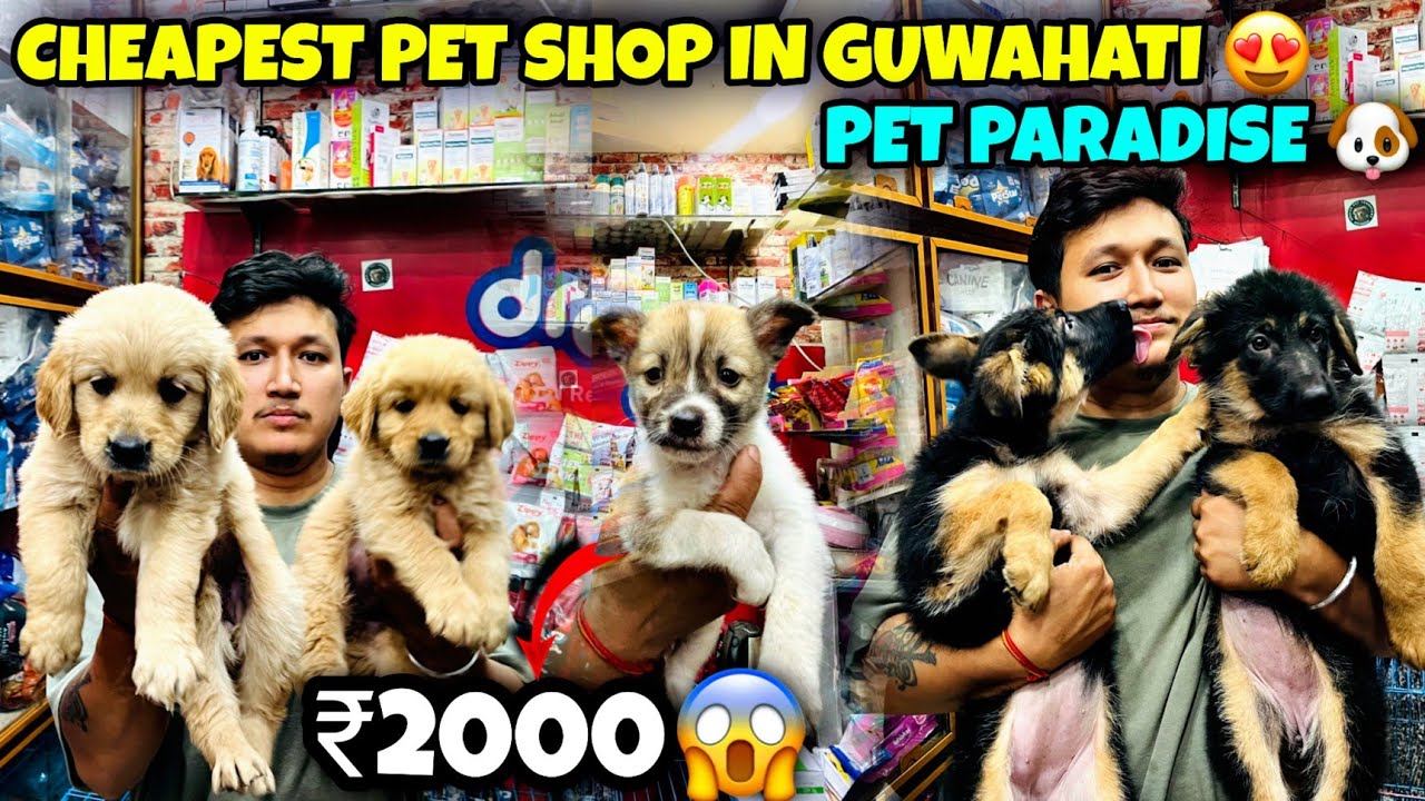 Cheapest Dog Shop in Guwahati | Pet Paradise | Starting Price 2,000😍