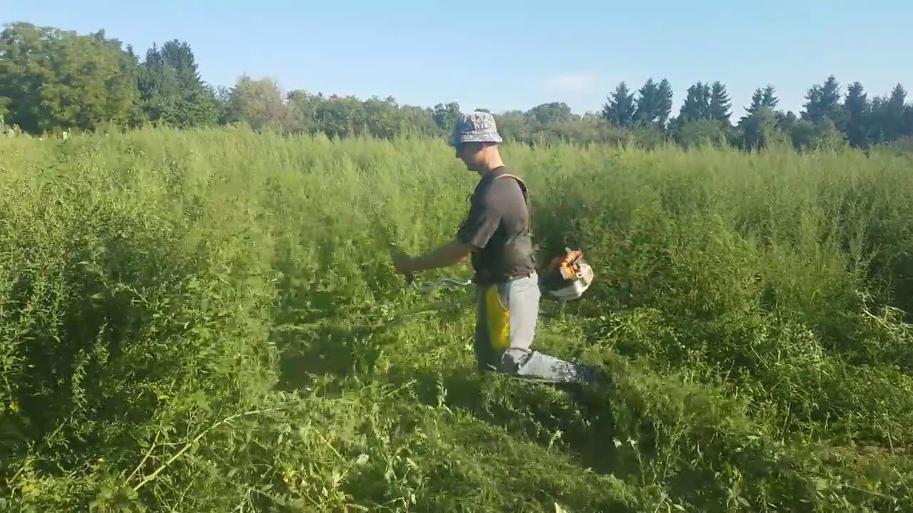 Débroussaillage difficile terrain friche ronciers abattage arrachage dessouchage tonte