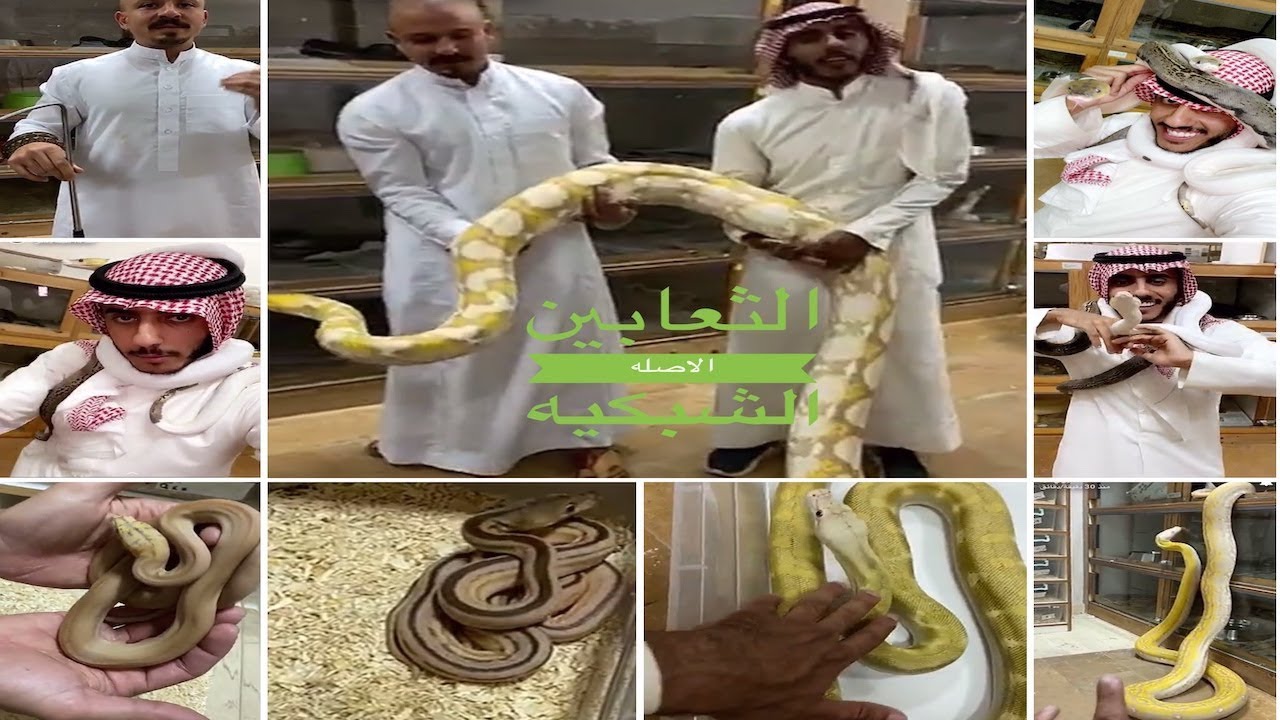 فيصل ملائكه انتاج الثعابين الطفرات النادره  150 ثعبان فصيله واحده من الاصلة الشبكية