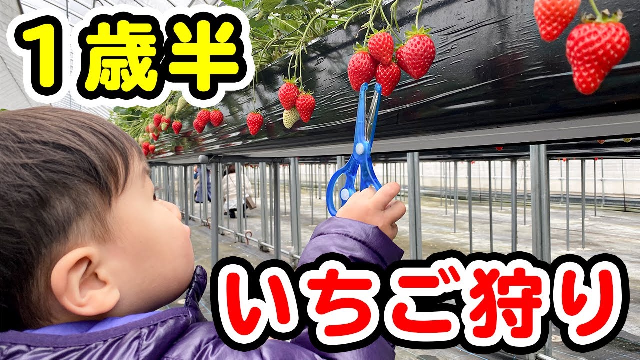 【1歳半】はじめてのいちご狩り【育児Vlog】