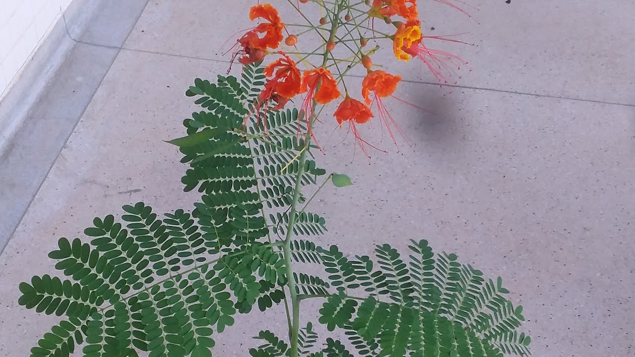 Como fazer mudas de FLAMBOYANT  MIRIM  em sementes. Árvore ideal pra  CALÇADA