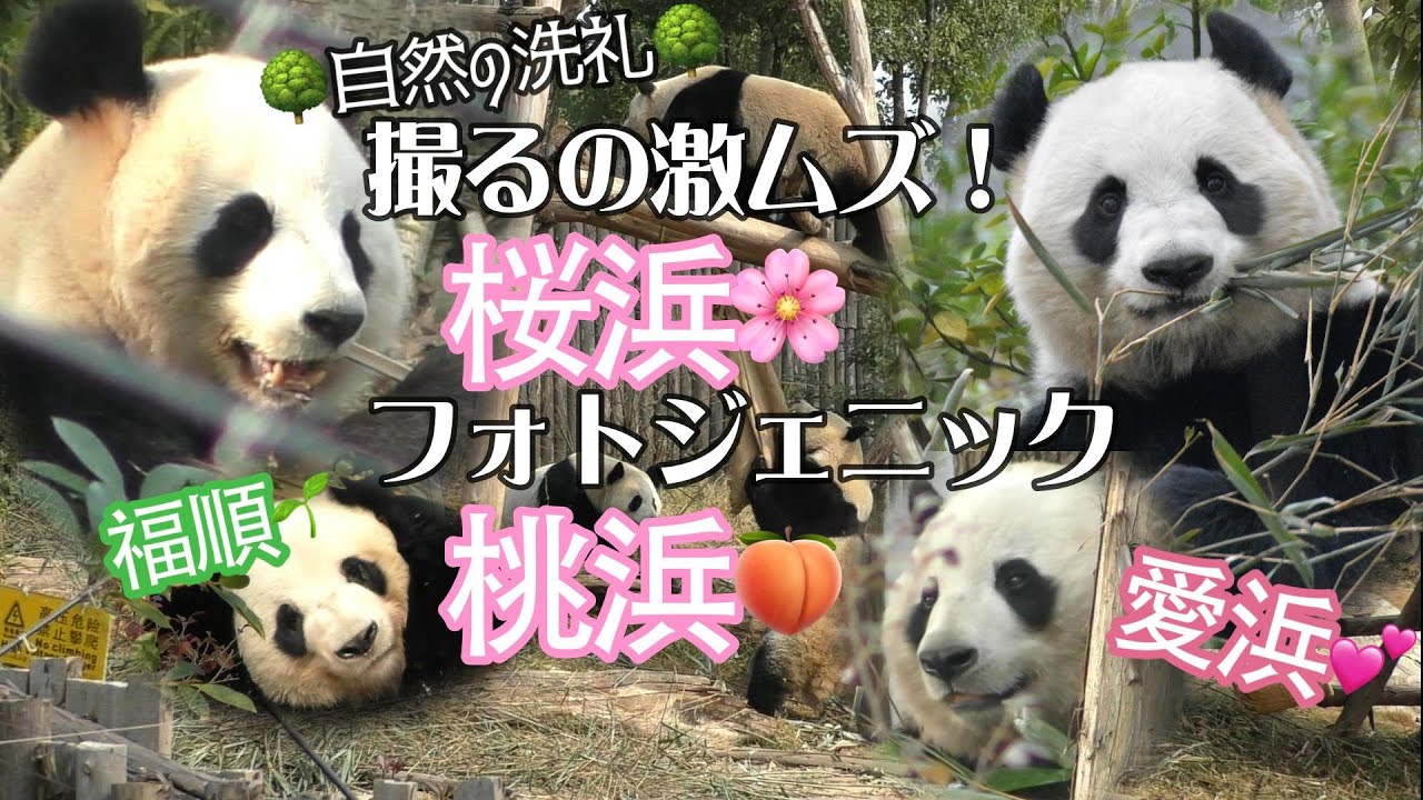 【自然の洗礼!?】激ムズ桜浜🌸フォトジェニック桃浜🍑＆お隣パンダ🐼愛浜姉さん💕【成都大熊猫基地】Chengdu Panda Base 福順・毛豆・妮可・艾玖・润玥・安逸